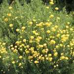 Santolina rosmarinifolius (syn. S. viridis) (Zöld cipruska)