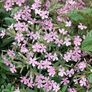 Saponaria lempergii 'Max Frei' (Szappanfű)