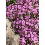 Saponaria ocymoides 'Rose' (Gyepes szappanfű)