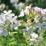Saponaria officinalis 'Alba Plena' (Orvosi szappanfű)