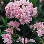 Saponaria officinalis 'Rosea Plena' (Orvosi szappanfű)