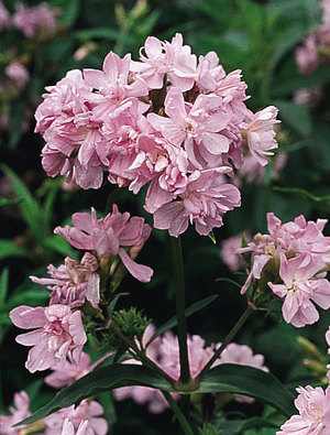 Saponaria officinalis 'Rosea Plena' (Orvosi szappanfű)