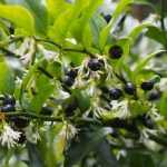 Sarcococca confusa - Bogyóspuszpáng
