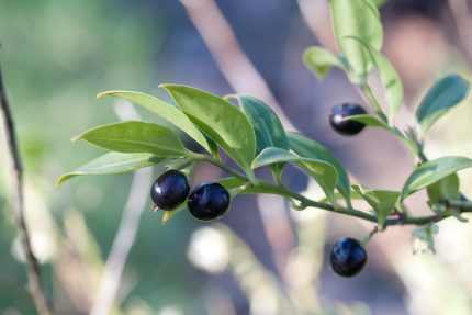 Sarcococca hookeriana -