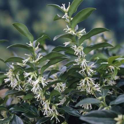 Sarcococca hookeriana humilis - Bogyóspuszpáng