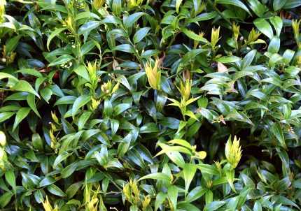 Sarcococca ruscifolia - Hegyeslevelű bogyóspuszpáng