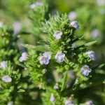 Satureja hortensis (Borsikafű)