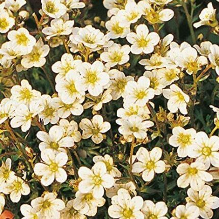 Saxifraga arendsii 'Buttercream' (Mohalevelű kőtörőfű)
