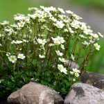 Saxifraga arendsii 'Findling' (Mohalevelű kőtörőfű)