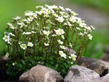 Saxifraga arendsii 'Findling' (Mohalevelű kőtörőfű)
