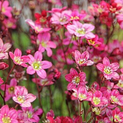 Saxifraga arendsii 'Harder Zwerg' (Mohalevelű kőtörőfű)