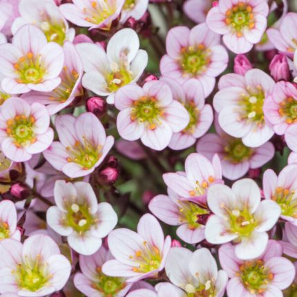 Saxifraga arendsii 'Pixie' (Mohalevelű kőtörőfű)