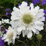Scabiosa caucasica 'Perfecta 'Alba' (Kaukázusi ördögszem)