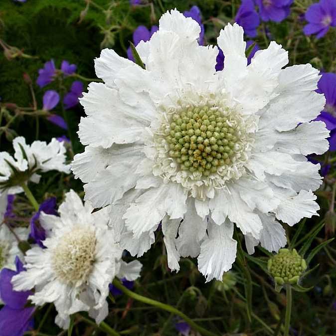 Scabiosa caucasica 'Perfecta 'Alba' (Kaukázusi ördögszem)