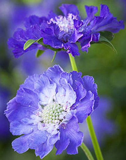 Scabiosa caucasica 'Perfecta' (Kaukázusi ördögszem)