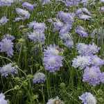 Scabiosa caucasica ' Perfecta Mid Blue' (Kaukázusi ördögszem)