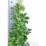 Schefflera AR COMPACTA