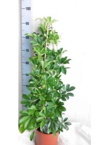 Schefflera AR COMPACTA