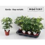 Schefflera AR GERDA