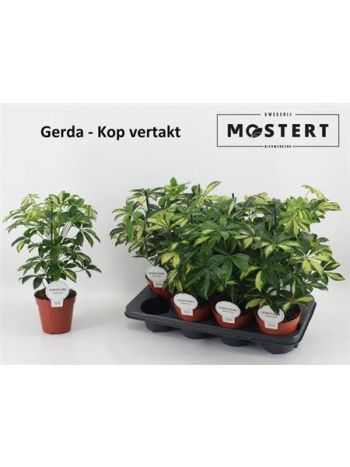 Schefflera AR GERDA