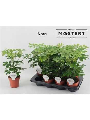Schefflera AR NORA
