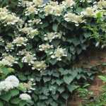 Schizophragma hydrangeoides 'Moonlight' - Japán kúszó hortenzia