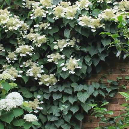 Schizophragma hydrangeoides 'Moonlight' - Japán kúszó hortenzia