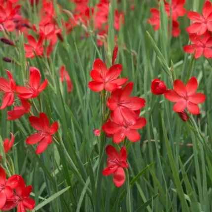 Schizostylis coccinea Major Piros Kafferliliom kerti tavi növény