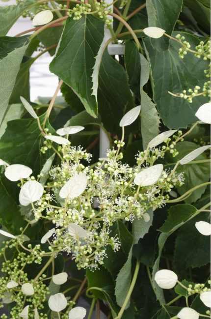 Schyzophragma hydrangeoides 'Snow Sensation'® -