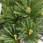 Sciadopitis verticillata - Japán ernyőfenyő