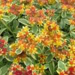 Sedum kamtschaticum 'Variegatum' (Kamcs. varjúháj) /tarka lomb/