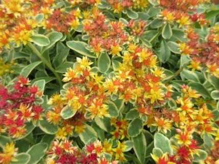 Sedum kamtschaticum 'Variegatum' (Kamcs. varjúháj) /tarka lomb/