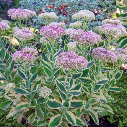 Sedum  'Autumn Charm' (syn. 'Lajos) (Varjúháj) /tarka lomb/