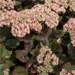 Sedum  'Jose Aubergine' (Varjúháj