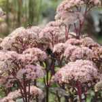 Sedum  'Matrona'  (Varjúháj)