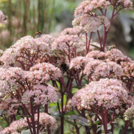 Sedum  'Matrona'  (Varjúháj)