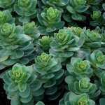 Sedum  'Rosetta' (Varjúháj)