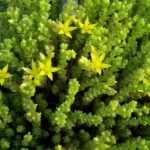 Sedum acre 'Aurea' (Borsos varjúháj)