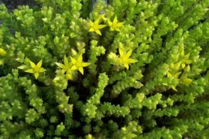 Sedum acre 'Aurea' (Borsos varjúháj)