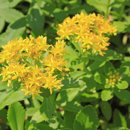 Sedum aizoon 'Auratiacum' (Aranysárga varjúháj)