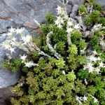 Sedum album 'Murale' (Fehér varjúháj)