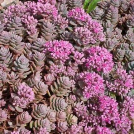 Sedum cyaneum 'Sachalin' (Rózsáskék varjúháj)