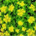 Sedum kamtschaticum (Kamcsatkai varjúháj)