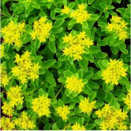 Sedum kamtschaticum (Kamcsatkai varjúháj)