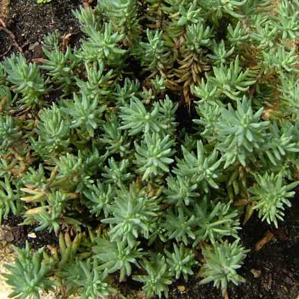 Sedum kurilense (Varjúháj)