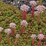 Sedum lydium glaucum (Kis-ázsiai varjúháj)