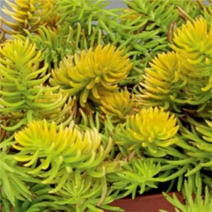 Sedum reflexum 'Cristatum' (Kövi varjúháj)