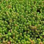 Sedum sexangulare (Hatsoros varjúháj)