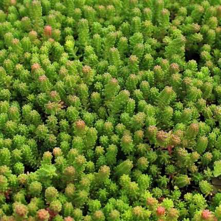 Sedum sexangulare (Hatsoros varjúháj)