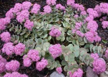Sedum sieboldii (Októberi varjúháj)